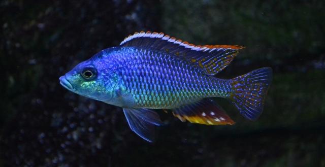 Protomelas similis 'Chiofu'